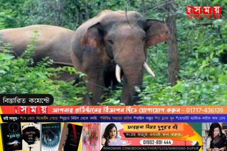 মৌলভীবাজারে হাতির আক্রমণে প্রাণ গেল মাহুতের 